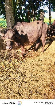 પેલ વેતરી ખડલી