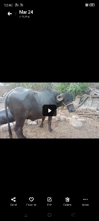 ખડેલી વેચવાની છે