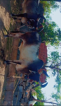 બડદ અને ગોડલા વેચવાના છે