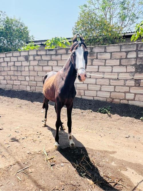 વછેરો છે