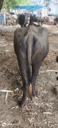 થંબનેલ 3