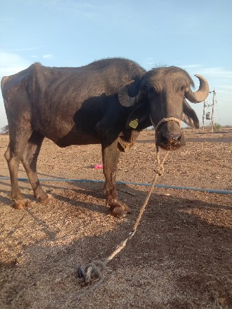 ખડેલીવેસવાનીસે