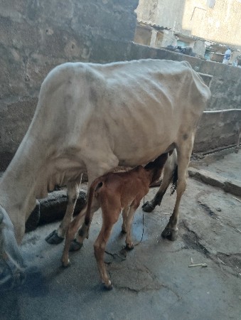 थंबनेल 2