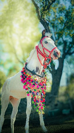 ghodana sata krvana che