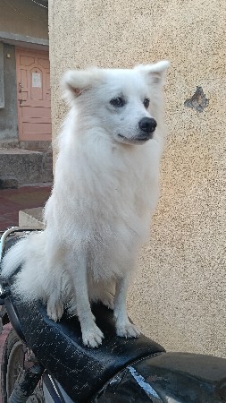 ડોગ વેશવાનો છે