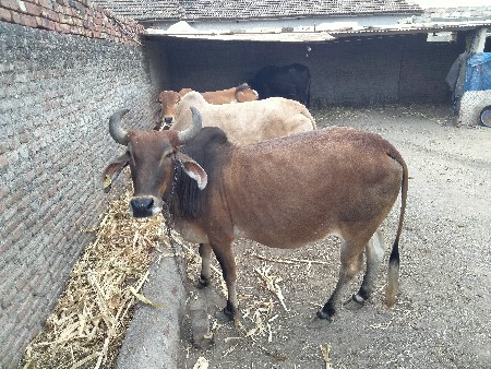 ગાય વેચવાની છે