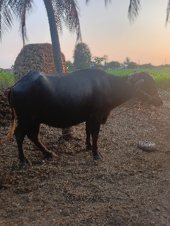 ખડેલૂ વેચવાનૂ છે