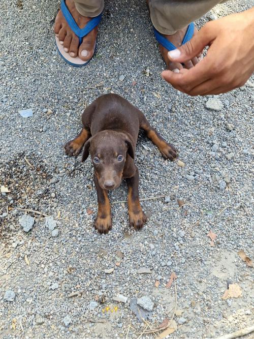 ડોબરમેન