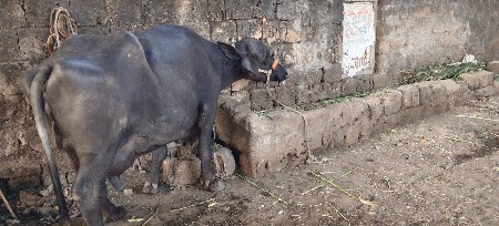 એસવી રેગ્યુલર પારુ નથી