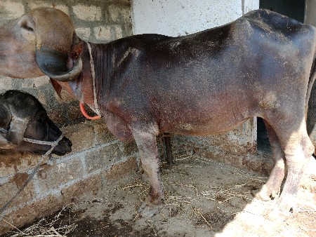 વેચવાની છે