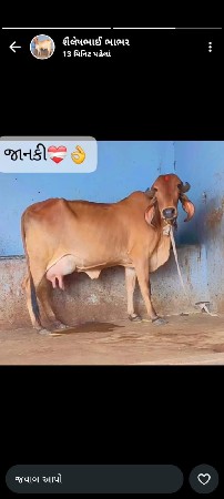 ગાય