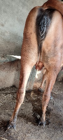 gir gay hodki pelu vetar