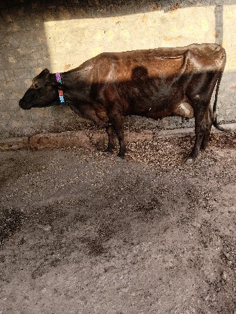 ગાય