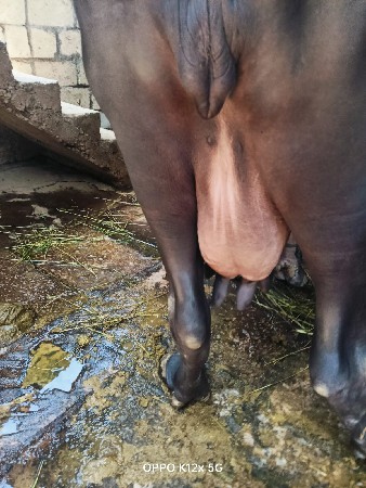 ભેંસ વેચવાની છે