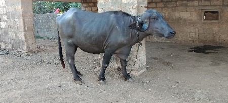 ખડેલી વેચવાની છે