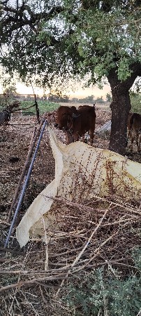 આ ગાય વેસવાનીછે