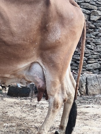 gay vechvani che sav saoji