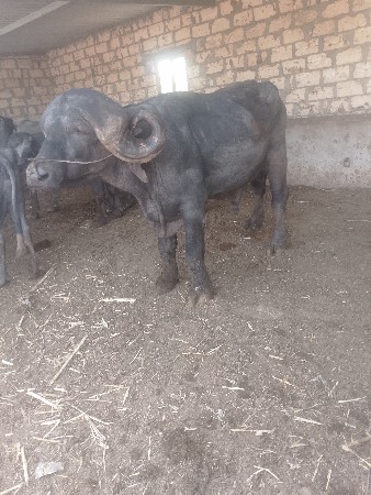 પાડો વેચવાનો છે