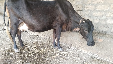 જર્સી sf ગાય વેચવાની