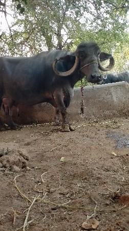 ભેંસ વેચવાની છે