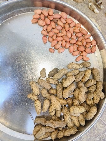 g20  માંડવી વેચવાની છે