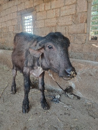 थंबनेल 2