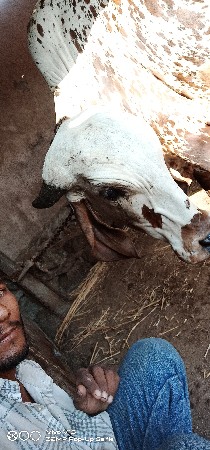 ગીર ગાય વેચવાની છે