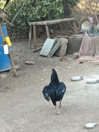 દેશી મુરઘો