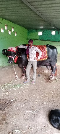 ભેસ વેસવા ની સે