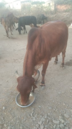 આ દેશી ગાય વેચવાની છે.