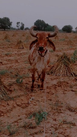 તન વાવણી વાવેલ