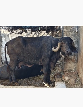 બીજા વેતર ની ભેંસ વેચવાની છે