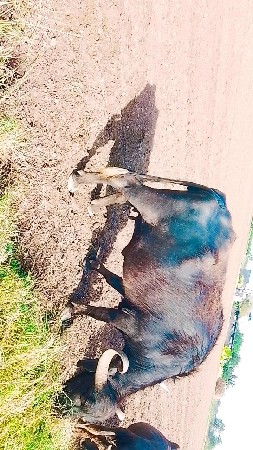 ભેંશ વેચવા ની છે