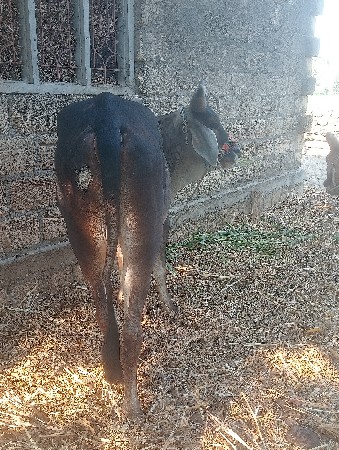 ગોઢલો વેચવા નો છે