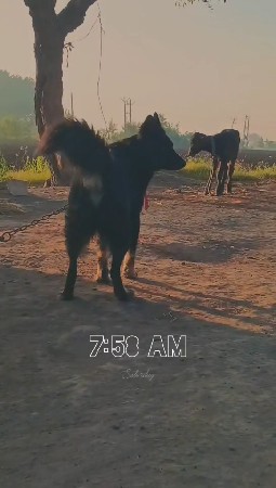 કિંમત આપે એનેજ દેવાની સે