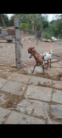 थंबनेल 2