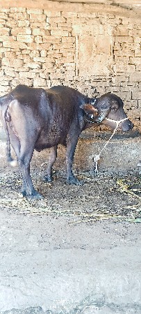 थंबनेल 5