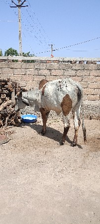 थंबनेल 3