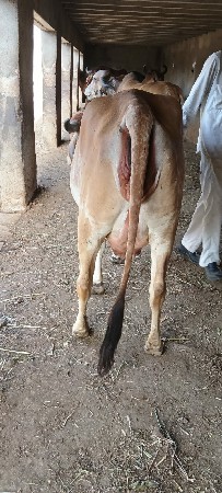 હોડકી વેચવાની પેલું વેતર ગાભણ છે