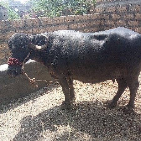 થંબનેલ 3