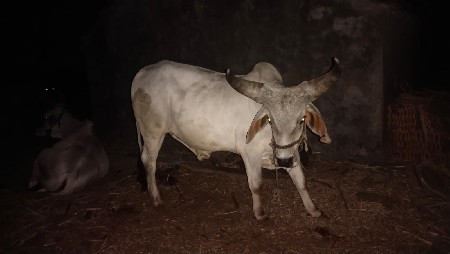 વઢીયારા બળદ વહેંચવાના છે.