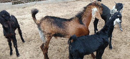 ડોઢ વરસ ના બકરા છે