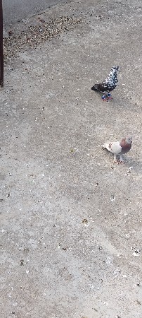 કબુતર વેચવાના છે