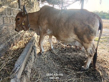 થંબનેલ 2