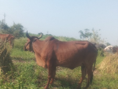 ગાય વેચવાની છે