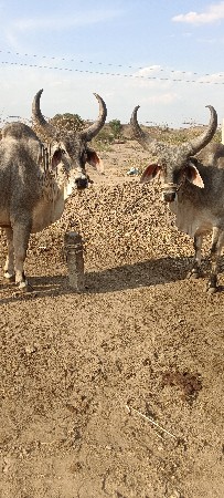 વઢીયારા બળદ