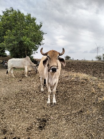 વેચવાના છે