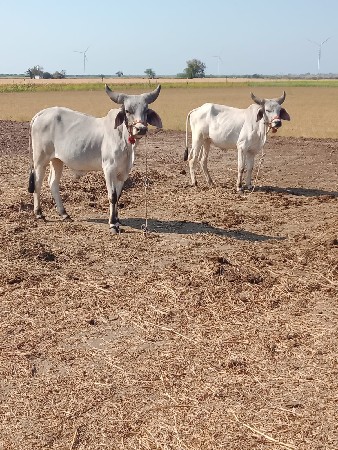 थंबनेल 2