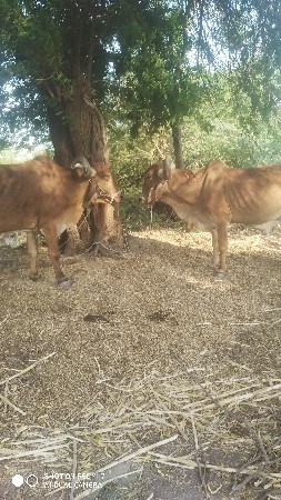 બડદ વેચવાના છે