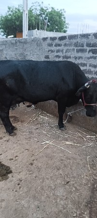 થંબનેલ 2